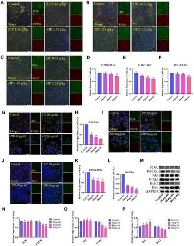 Figure 7. Immunofluorescence and western blot results of xenograft tumour tissue and KYSE 150 cells. (A-F) Effects of ZJP on P-PI3 K/PI3 K, P-Akt/Akt, and Bax/Bcl-2 level in xenograft tumours; (G-L) Effects of ZJP on P-Akt/Akt, P-PI3 K/PI3 K, and Bax/Bcl-2 level of KYSE 150 cells; (M-P) Western blot detecting the protein level of PI3 K, P-PI3 K, Akt, P-Akt, Bax and Bcl-2. GAPDH was used as the sample loading control. Values are expressed as mean ± SD (n = 3), #P > 0.05, *P < 0.05, **P < 0.01, compared with the control.