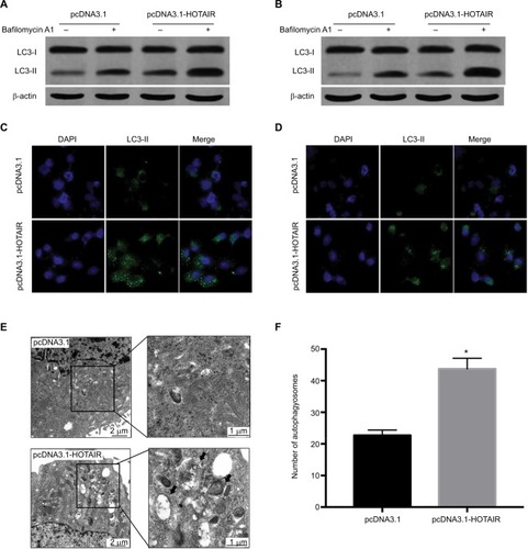 Figure 4 The effect of HOTAIR on autophagy in PC cells.Notes: (A, B) The expressions of LC3-I and LC3-II were detected by Western blot when PC cells were transfected with pcDNA3.1 or pcDNA3.1-HOTAIR and treated with bafilomycin to detect autophagy flux. (C, D) Using pGFP-LC3 to detect the LC3 expression when PC cells were transfected with pcDNA3.1 or pcDNA3.1-HOTAIR under fluorescence microscope. (E) Transmission electron microscopy showed autophagosome formation was detected in PC cells transfected with pcDNA3.1-HOTAIR. (F) The number of autophagosomes was counted in pcDNA3.1 and pcDNA3.1-HOTAIR group; *P<0.05.Abbreviations: LC3, microtubule-associated protein 1 light chain 3; HOTAIR, HOX transcript antisense RNA; PC, pancreatic cancer.