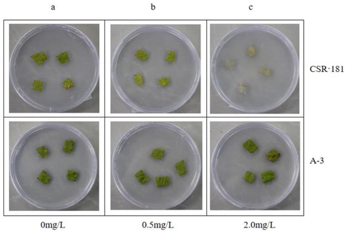 Figure 9. Glyphosate resistance test on leaves of CSR·181 in vitro.Excised leaves of CSR·181 and A-3 exposed to different concentrations of glyphosate in vitro: 0 mg/L (a), 0.5 mg/L (b), 2.0 mg/L (c).