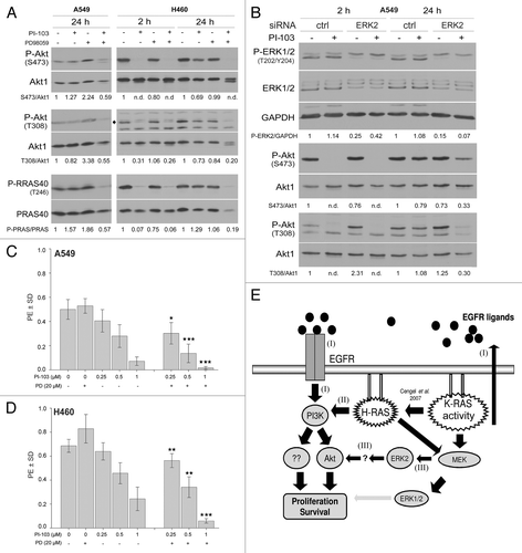 Figure 6. The ERK2-dependent reactivation of Akt in K-RASmut cells following long-term treatment with PI-103 improves clonogenic survival. (A) A549 and H460 cells were treated with PI-103 (1 µM) for the indicated times, and protein samples were isolated and subjected to SDS-PAGE. The levels of P-Akt (S473 and T308) and P-PRAS40 (T246) were detected by western blotting; the blots were stripped, and total proteins were detected. (B) Cells transfected with control-siRNA (ctrl) or ERK2-siRNA were treated with DMSO or PI-103 at 3 d after transfection; 24 h after treatment, protein samples were isolated and subjected to SDS-PAGE. The levels of ERK1/2, PDK1, and P-Akt (S473 and T308) were detected by western blotting; the blots were stripped and re-incubated with an anti-Akt1 antibody. GAPDH was used as a loading control. (C and D) Cells were plated in 6-well plates for a clonogenic assay; after 24 h, the cells were treated the indicated concentrations of MEK inhibitor PD98059 (PD), PI3K inhibitor PI-103 (PI), or combination of PI and PD. Colonies that formed after 10 d were counted, and PE was calculated and graphed. The data points shown represent the mean PE ± SD of 12 data from two independent experiments. The statistical analysis indicated that the combination of PI and PD significantly increased the anti-clonogenic activity compared with PI alone (*P < 0.05; **P < 0.01; ***P < 0.001). (E) A model illustrating the signaling pathways involved in proliferation and survival of tumor cells with K-RAS mutation or cells overexpressing K-RASwt. The densitometric values represent the ratios of P-Akt (S473 and T308)/Akt1, P-PARA40/PRAS40, and P-ERK2/GAPDH normalized to 1 in the corresponding controls. n.d., non-detectable.