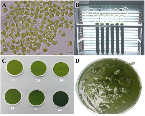 Figure 1. Algal characteristics of V. punctata. Panel A presents the morphological observations of cells under optical microscopy. The cells appear globular or angular, some with small humps, single parietal, much-lobed chloroplast and a single protruded polyhedral pyrenoid. Mature vegetative cells often reveal a cytoplasmic lipidic reddish globule. Panel B portrays V. punctata cultivated in bubble column glass photobioreactors. Panel C illustrates the color change of cells over time, from yellow-green on day one to dark green on day six. Panel D demonstrates V. punctata cells harvested on day six, which were used for DNA extraction in this study. These images were captured by Luodong Huang on 12 September 2020, at the Biological Resources and Environmental Microbiology Laboratory of the College of Life Science and Technology, Guangxi University.