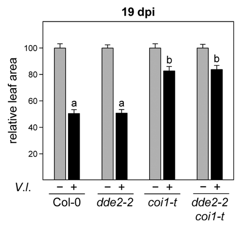 Figure 1. Disease phenotype of Verticillium longisporum-infected wild-type, dde2–2, coi1-t, and dde2–2 coi1-t plants at 19 d post inoculation. Relative leaf area of mock-infected and V. longisporum (V.l.)-infected plants of the indicated genotypes. Data are means (+/− SEM) of 68–70 replicates from 4 independent experiments. For each experiment and genotype, the mean leaf area of mock-infected plants was set to 100%, respectively. Different letters indicate significant differences at P < 0.001 (one-way ANOVA followed by Tukey-Kramer multiple comparison test) between V. longisporum-infected plants. Inoculation procedures and genotypes are described in Ralhan et al. 2012Citation1 and Köster et al. 2012.Citation5