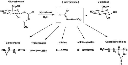 Figure 1. The general structure of glucosinolates and their enzymatic degradation products (adapted from Rask et al. Citation2000).