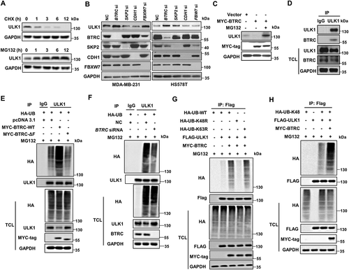 Figure 5. ULK1 stability in breast cancer cells is controlled by BTRC-mediated ubiquitination-proteasome pathway. (A) Lysates from MDA-MB-231 cells treated with 20 μM CHX or 10 μM MG132 at indicated intervals were subjected to immunoblotting. (B) Immunoblot analysis of MDA-MB-231 and HS578T cells transfected with the indicated siRNA oligonucleotides. (C) Myc-tagged BTRC was expressed in HEK293T cells that were treated with or without 10 μM MG132 for 5 h. (D) Endogenous ULK1 was immunoprecipitated from MDA-MB-231 cells, followed by immunoblot using BTRC antibody. (E) HEK293T cells were transiently transfected with various combinations of plasmids for 48 h, followed by treatment with 10 μM MG132 for 5 h. Immunoprecipitation analysis of endogenous ULK1 ubiquitination with the indicated antibodies. (F) HEK293T cells were transiently transfected with control siRNA or BTRC siRNA for 48 h followed by treatment with 10 μM MG132 for 5 h. Immunoprecipitation analysis of endogenous ULK1 ubiquitination with the indicated antibodies. (G and H) HEK293T cells were transiently transfected with various combinations of plasmids for 48 h, followed by treatment with 10 μM MG132 for 5 h. Immunoprecipitation analysis of exogenous ULK1 ubiquitination with the indicated antibodies. Data are representative of three independent experiments