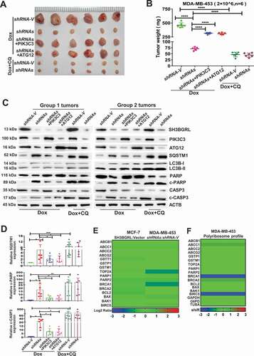 Figure 8. PIK3C3 and ATG12 contribute to tumorigenicity and Dox resistance. (A,B) Xenograft model of chemotherapy in nude mice. Six nude mice in each group were subcutaneously injected with indicated cells for 1 week, mice were treated with Dox combined with or without CQ for two weeks. Mean tumor weights were quantified around another three weeks later (B). ****P < 0.0001. (C) Immunoblots of SH3BGRL, PIK3C3, ATG12, SQSTM1, LC3B, PARP, cleaved (c)-PARP, CASP3 and c-CASP3 in the indicated mice tumor tissues. ACTB was used as a loading control. (D) Statistical analysis of SQSTM1, c-CASP3 and c-PARP expressions in the indicated six group mice tumors. Error bars represent mean ± s.d.*P < 0.05, **P < 0.01, ***P < 0.001. (E) Transcriptional expression analysis of classical genes involved in Dox resistance from RNA-Seq of MCF-7 and MDA-MB-453 cells with SH3BGRL expression alteration. (F) Translational expression analysis of general genes involved in Dox resistance based on polyribosome profiling results of MDA-MB-453 cells.