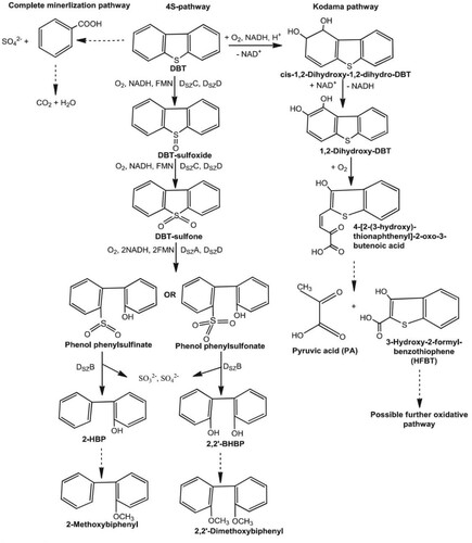 Figure 3. Aerobic digestion steps of sulphur removal.