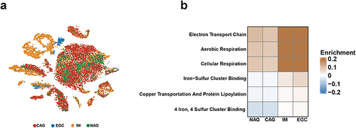 Figure 1 Alterations in CRGS enrichment scores for patients with different diseases. (a) t-Distributed stochastic neighbor embedding (t-SNE) plots colored by different sample groups. (b) Heatmaps showing the enrichment differences of six CRGSs per cell within different sample groups.