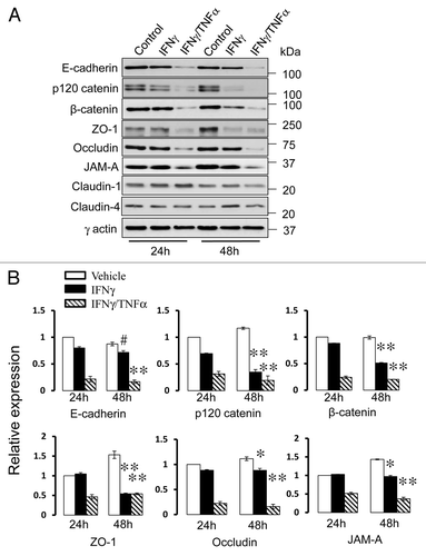Figure 3. Cytokines decrease expression of different AJ and TJ proteins. Representative immunoblots (A) and densitometric quantification (B) show that exposure of HPAF-II cells to either IFNγ or IFNγ plus TNFα markedly decreases the levels of different AJ/TJ proteins. Data are presented as mean ± SE (n = 3); #p < 0.05, *p < 0.01, ** p < 0.001 compared with appropriate controls.