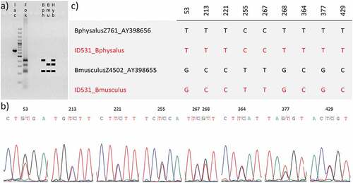 Figure 2. Analyses of the ~600 bp fragment of the α-lactalbumin nuclear gene. (a) Results of the PCR (lac) and RFLP analysis (Fok) compared with a representation of digestion patterns observed by Bérubé and Aguilar (Citation1998) for the fin whale (Bph), the blue whale (Bmu) and the fin-blue whale hybrid (Hyb). (b) Double peaks observed in sequencing chromatograms. (c) Diagnostic sites obtained after the alignment of our inferred sequences (in red) against sequences from GenBank.