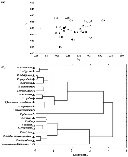 Figure 3. Karyotype relationships of the 21 studied taxa from Viburnum. (a) Asymmetry indices dispersion diagram representing the karyotype relations in 21 Viburnum taxa. (b) The UPGMA dendrogram of Viburnum taxa, constructed on the basis of karyological characters.Notes: For species numbers, see Table 2. ■ Coriacea; ▴ Succotinus; ● Opulus; + Pseudotinus; □ Punctata; △ Tomentosa; ○ Euviburnum.