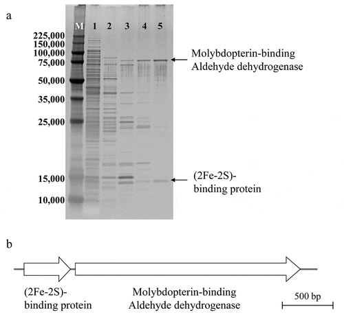 Figure 2. SDS-PAGE of enzyme fractions of each purification step and the operon of BMAL-CHO dehydrogenase genes. a) Lane M, broad-range protein molecular weight markers (Promega, Madison, WI, USA): 225,000, 150,000, 100,000, 75,000, 35,000, 25,000, 15,000, and 10,000; lane 1, cell-free extract; lane 2, fraction after weak ion exchange chromatography; lane 3, fraction after strong ion exchange chromatography; lane 4, fraction after hydrophobic interaction chromatography; lane 5, purified enzyme after gel filtration chromatography. b) The operon of BMAL-CHO dehydrogenase genes. GenBank accession numbers are LC480925 and LC480926.