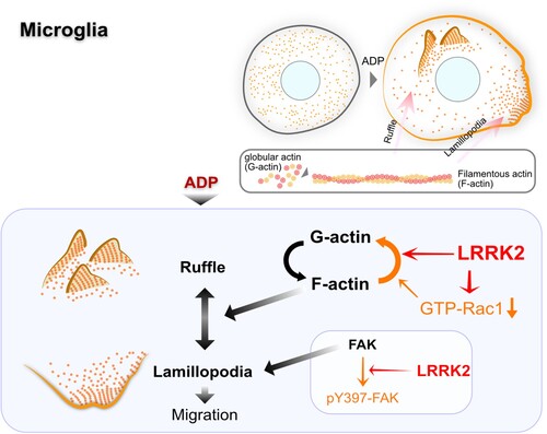Figure 5. Illustration of LRRK2 effect on the actin dynamics of microglia. LRRK2 decreases microglial actin dynamics by F-actin depolymerization and Rac1 inhibition and inhibitory phosphorylation of focal adhesion kinase (red lines). FAK, focal adhesion kinase; pY397-FAK, phosphorylated FAK at the tyrosine 397 residue.