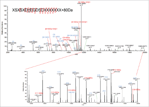 Figure 6. ETD fragmentation of light chain peptide AA25–43+80 Da. The 80 Da attached fragment ions were highlighted in red and labeled with *.