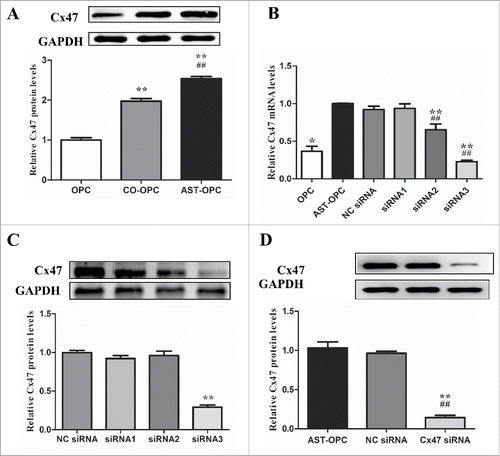 Figure 3. OPCs were harvested from each group after 48 h. A : Cx47 expression under different culture conditions tested by western blot, **p < 0.001 vs OPC, ##p < 0.001 vs CO-OPC. B: Cx47 expression under different culture conditions detected by RT-PCR. *p < 0.01, **p < 0.001 vs AST-OPC. ##p < 0.001 vs NC siRNA. C: Western blot screening of Cx47 siRNA, **p < 0.001; D: Western blot assay of Cx47 expression after Cx47 siRNA treatment, **p < 0.001 vs AST-OPC, ##p < 0.001 vs NC siRNA.