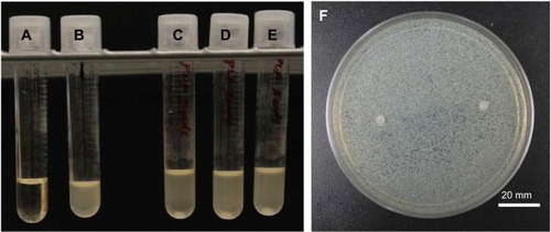 Figure 5 Bacterial cultures and bacterial cultures with control and oil-coated pellets.Notes: (A) Control broth. (B) Bacteria-inoculated broth. (C–E) Bacteria-inoculated broth with control PLA pellets. (F) PLA control pellet on left and a PLA oil-coated pellet on right.Abbreviation: PLA, polylactic acid.
