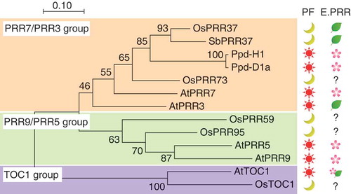 Figure 1. Phylogenic tree of PRR proteins and effect on flowering time in annual plants. Phylogenic tree was inferred by the neighbor-joining method. Protein sequences of pseudo-receiver (PR) domains of Arabidopsis PRR (AtPRR or AtTOC1), rice PRR (OsPRR), a barley PRR (Ppd-H1), a wheat PRR (Ppd-D1a), and a sorghum PRR (SbPRR37, Ma1) were used to construct the phylogenic tree. PF is a photoperiod condition for flowering. Sun and moon symbols indicate either a long-day plant or a short-day plant from which the corresponding PRR was isolated, respectively. E.PRR is the effect of the corresponding PRR on flowering time. Leaf and flower symbols indicate suppression and induction effects on flowering, respectively. For example, OsPRR37 (Hd2) is a flowering suppressor of a short-day plant. Note that AtPRR3 changes a conserved amino acid in the CCT domain, and the effect of AtTOC1 on flowering time is complicated. See details in the text.