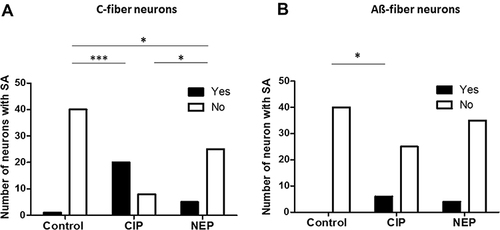 Figure 3 Number of (A) C-fiber neurons and (B) Aß-fiber neurons with SA in CIP and NEP rats. The columns show neurons from control, CIP, and NEP rats. The filled columns are number of neurons with SA and the open columns are number of neurons with no SA. The horizontal lines above the graphs link columns between which there is a significant difference using Fisher’s exact test for 2 × 2 contingency tables. Levels of significance are indicated as follows: *p <0.05; ***p <0.001.