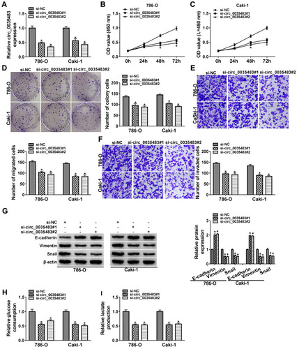 Figure 2 Silencing circ_0035483 retarded proliferation, migration, invasion and glycolysis of RCC cells. Si-NC, si-circ_0035483#1 or si-circ_0035483#2 was transfected into 786-O and CaKi-1 cells. (A) The qRT-PCR was used to measure the expression level of circ_0035483. (B–D) CCK-8 assay (B and C) and colony formation assay (D) were performed for detecting the proliferative ability. (E and F) Transwell assay was used for migration/invasion detection. (G) Western blot was used for the detection of EMT markers. (H and I) Glucose consumption and lactate production were determined for the glycolytic evaluation. *P < 0.05.