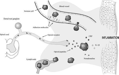 Figure 2 Endogenous opioid peptides are released by immune cells to reduce inflammatory pain. Adhesion molecules expressed on immune cells and inflamed endothelium coordinate the migration of circulation immune cells into inflamed tissue. The proinflammatory mediators corticotropin-releasing factor (CRF) and interleukin-1β (IL-1β), as well as the sympathetic neurotransmitter, noradrenaline, stimulate immune cells to secrete their opioid peptides. These peptides activate opioid receptors located on the peripheral ends of sensory neurons and effectively reduce inflammatory pain. Immune cells, devoid of their opioid contents, then continue their passage to neighbouring lymph nodes.