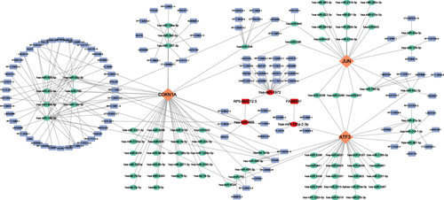 Figure 10 Construction of the feature genes ceRNA network.The network comprises eigengenes, their corresponding miRNAs, and lncRNAs.The red oval represents three important miRNAs: hsa-miR-1972, hsa-miR-665, and hsa-miR-181a-2-3p, the red square represents two significant lncRNAs: FAM95B1 and RP5-894D12.5. Diamond, Orange: signature gene; oval, green: miRNA; square, blue: lncRNA.