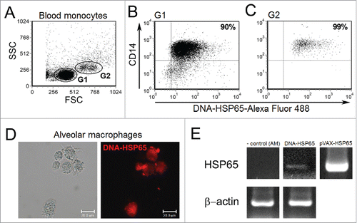 Figure 1. Uptake of DNA-HSP65 by monocytes and alveolar macrophages. Purified CD14+ cells, from six healthy individuals, and alveolar macrophages (AM) were stimulated for 4 hours with Alexa Fluor labeled DNA-HSP65 and analyzed by flow cytometry or fluorescence microscopy, respectively. (A) Cells were gated by forward (FSC) and side (SSC)-scatter, and analysis was performed on gate 1 (G1), small CD14+ monocytes, and gate 2 (G2), large CD14+ monocytes. (B and C) Percentage of double-positive cells (CD14+/DNA-HSP65-Alexa Fluor 488+) for G1 (B) and G2 (C). (D) AM were analyzed by differential interference contrast microscopy and fluorescence microscopy. By RT-PCR (E) Expression of mycobacterial Hsp65 mRNA by unstimulated AM (negative control), DNA-HSP65-stimulated AM, pVAX-HSP65 (positive control).