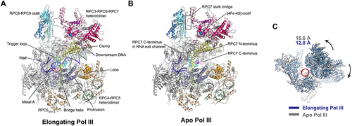 Figure 1. Human RNA polymerase III (Pol III) structure and function. (A) Important structural elements of the elongating Pol III including the bridge helix; the clamp; the trigger loop; the wall; the protrusion; the lobe; the peripheral RPC8-RPC9 stalk; the RPC3-RPC6-RPC7 heterotrimer and the RPC4-RPC5 heterodimer [Protein Data Bank (PDB) ID 7D58, 7AE1 and 7DU2]. (B) Important structural elements of the apo Pol III including the [4Fe-4S] motif in RPC6; the RPC7 stalk bridge and the RPC7 C-terminus in the active cleft and the RNA exit channel (PDB ID 7D59 and 7A6H). (C) Front view on open and closed clamp conformations in human Pol III with the closed clamp state in blue and open clamp state in grey. The corresponding values indicate the relative distance of the cleft of the two conformations. The black arrows indicate the orientation of the movement of heterotrimer and stalk during the transition from apo state to elongating state.