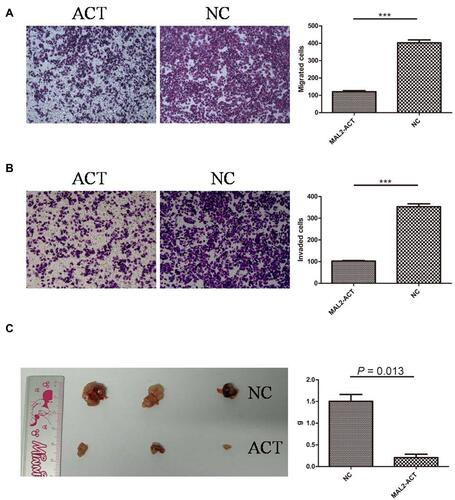 Figure 3 Increased expression of MAL2 weakens the migration and invasion of tumor cells. (A) Cell migration assays in MAL2-ACT and control cells (left panel, representative pictures of transwell chambers; right panel, average counts of five random microscopic fields at a magnification of 100×, ***P < 0.0001, t-test, MAL2-ACT versus NC). (B) Cell invasion assays in MAL2-ACT and control cells (left panel, representative pictures of transwell chambers; right panel, average counts of five random microscopic fields at a magnification of 100×, ***P < 0.0001, t-test, MAL2-ACT versus NC). (C) Increased expression of MAL2 remarkably inhibits CRC proliferation in vivo. (Left panel, dissected subcutaneous xenograft tumors; right panel, average tumor weight of the MAL2-ACT and NC groups, P =0.013, t-test).