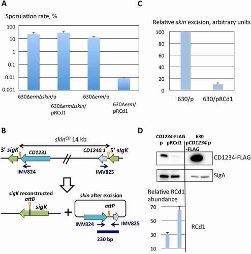 Figure 5. The role of RCd1 in the skin element excision. A) Sporulation efficiency by numeration of spores formed by the strains overexpressing RCd1 and their control strains. Sporulation assays were performed in SM after 24 h of culture. Spores were selected by heat treatment at 65°C for 20 min and their number estimated for strains CDIP590 (630ΔermΔskin/p), CDIP592 (630ΔermΔskin/pRCd1), CDIP219 (630Δerm/p), CDIP258 (630Δerm/pRCd1). The diagram shows the sporulation rate as a proportion in % of spores for the total number of CFU, means of results from at least three independent experiments are presented. Error bars correspond to standard deviations from three biological replicates. Statistical significance for spore formation differences between strains CDIP219 and CDIP258 was evaluated by a Welch two sample t test (p = 0.02), N = 3. B) Diagram of the skin element integrated into the sigK gene and its episomal form shows the location of the oligonucleotides used as primers for PCR (IMV824/IMV825) to distinguish between integrated and episomal skin forms. C) The PCR results from three independent experiments for relative skin excision are presented. D) Western-blot detection of FLAG-tagged CD1234 protein in the cell extracts of C. difficile strains: lane 1- strain CDIP704 (CD1234-FLAG/p); lane 2- strain CDIP708 (CD1234-FLAG/pRCd1); lane 3- strain CDIP607 (630Δerm/pCD1234-FLAG); lane 4- CDIP369 (630Δerm/p). Immunoblotting with anti-FLAG antibodies detected a major polypeptide of ~11.5 kDa in whole-cell lysates of the strain carrying CD1234-3xFLAG gene on the chromosome of C. difficile 630Δerm strain but not in extracts of the wild-type strain expressing the non-tagged protein (negative control on lane 4). The representative result from three independent experiments is shown. The strains were grown in SM medium for 12 h in the presence of 250 ng/ml ATc and 7.5 µg/ml Tm. 60 µg (lanes 1–2) or 10 µg (lanes 3–4) of whole-cell lysate were loaded on the gels. The lysate of the strain overexpressing CD1234-FLAG from the plasmid serves as a positive control for detection (lane 3). Proteins were separated on 4–20% Bis-Tris polyacrylamide gels in Tris-Glycine SDS buffer. Immunoblotting with anti-SigA antibodies serves as loading control (bottom panel). The relative RCd1 abundance has been estimated by qRT-PCR, the mean values with standard deviations from three independent experiments are shown