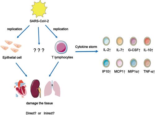 Figure 3 SARS-CoV-2 infect and replicate in epithelial cells and T cells and cause them to secrete a large number of cytokines, which can cause cytokine storms to cause the damage of heart, kidney and lungs. But it is not clear which other cells that SARS-CoV-2 can infect and replicate in them.