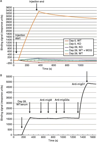 Figure 5.  Surface plasmon resonance (SPR) analysis of serum antibody binding to MOG. A. SPR sensorgrams of serum samples binding to sensor immobilized MOG. Serum from 8 mice were pooled for each of the following sample sets: Day 0 WT, Day 0 KO, Day 28 WT, and Day 28 KO. Start and stop injection times are indicated by arrows. Day 28 WT serum showed the highest binding response, and the majority of this binding signal could be competed with soluble MOG (2 uM) preincubated with the serum sample before injection. B. Detection of the major binding isotype in Day 28 WT serum. Subsequent injections of three anti-isotype antibodies were used to probe the MOG bound component. Start and stop injection times are indicated by arrows for each sample (Day 28 WT serum, anti-mIgM, anti-mIgG2a and anti-mIgG1). The data indicate that the majority of the binding signal is specific to IgG1. No background binding of anti-mIgG1 to MOG alone was detected (data not shown).