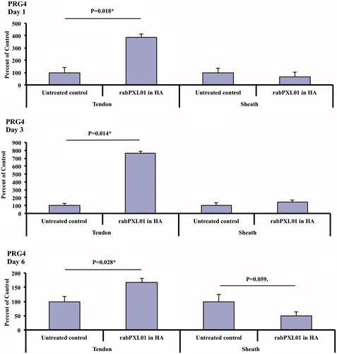 Figure 1. Expression of PRG4 mRNA in flexor tendons and tendon sheaths treated with rabPXL01 in HA compared to untreated tendons and tendon sheaths 1, 3, and 6 days postoperatively. The following significance symbols are used: ***P < .001; **P < .01; *P < .05.