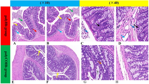 Figure 8. Representative figures of rat colonic pathological slides with HE stained in two groups. (A–D) Represent pathological sections of colonic tissue of polyHb, while (E–H) represent pathological sections of colonic tissue of polyCOHb. (A,B,E,F) Are at 10X magnification, while (C,D,G,H) are at 40X magnification. The green arrows indicate cell contents, the yellow arrows indicate edoema of the lamina propria and submucosa, the blue arrows indicate vasodilation, the red arrows indicate inflammatory cell growth in the intestinal lumen, the dark blue arrow indicates epithelial cell necrosis shedding, the black arrow indicates neutrophil infiltration, the orange arrow indicates glandular epithelial cell necrosis, and the grey arrow indicates goblet cell rupture and mucus exudation.