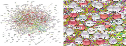 Figure 1. PPI network of BL (Overall + partial). The yellow triangles indicate OMIM genetic disease-related proteins, while the blue polygons indicate proteins obtained from text mining. PPI: protein–protein interaction. BL: Burkitt’s lymphoma.