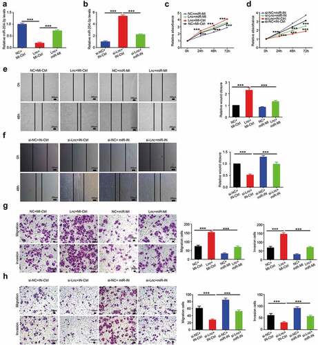 Figure 4. miR-204-3p attenuates the effects of LINC00963 on osteosarcoma cells. (a) miR-204-3p RNA expression level was examined after LINC00963 or LINC00963+ miR-204-3p mimics or control was transfected in MG63 cells. (b) miR-204-3p RNA expression level was examined after si-LINC00963 or si-LINC00963+ miR-204-3p inhibitors or control was transfected in U2OS cells. (c) Cell counting kit-8 (CCK8) assays were carried out to investigate cell growth after LINC00963 or miR-204-3p mimics or LINC00963+ miR-204-3p mimics or control was transfected in MG63 cells. (d) Cell counting kit-8 (CCK8) assays were carried out to investigate cell growth after si-LINC00963 or miR-204-3p inhibitors or si-LINC00963+ miR-204-3p inhibitors or control was transfected in U2OS cells. (e) Wound healing assays were performed to assess cell mobility after LINC00963 or miR-204-3p mimics or LINC00963+ miR-204-3p mimics or control was transfected in MG63 cells. (f) Wound healing assays were performed to assess cell mobility after si-LINC00963 or miR-204-3p inhibitors or si-LINC00963+ miR-204-3p inhibitors or control was transfected in U2OS cells. (g) Transwell migration and invasion assays were conducted to examine cell migration and invasion after LINC00963 or miR-204-3p mimics or LINC00963+ miR-204-3p mimics or control was transfected in MG63 cells. (h) Transwell migration and invasion assays were conducted to examine cell migration and invasion after si-LINC00963 or miR-204-3p inhibitors or si-LINC00963+ miR-204-3p inhibitors or control was transfected in U2OS cells. Data are shown Mean ± SD, *P < 0.05, **P < 0.01, *** P < 0.001, n.s. (no significance). NC:LINC00963 control, si-NC:si-LINC00963 control, Lnc: LINC00963, si-Lnc: si-LINC00963, miR-MI: miR-204-3p mimics, miR-IN: miR-204-3p inhibitors, MI-Ctrl: miR-204-3p mimics control, IN-Ctrl: miR-204-3p inhibitors control.