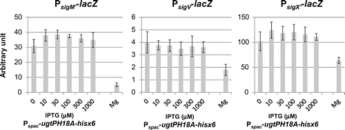 Fig. 5. Effect of ugtPH18A expression and Mg2+ addition on activities of ECF sigmas in B. subtilis ugtP mutant.