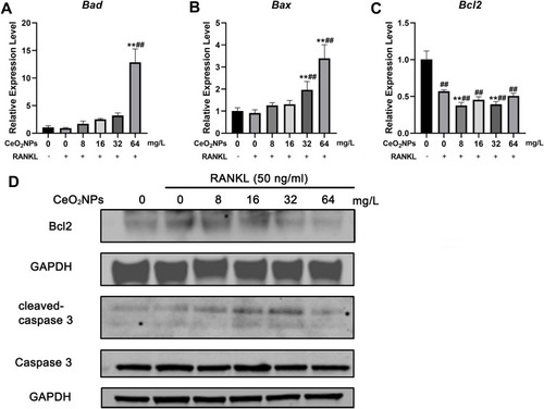 Figure 8 Effects of CeO2NPs on apoptosis-related gene expression.