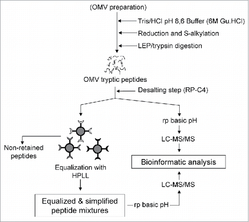 Figure 2. The general strategy proposed for a detailed characterization of protein composition of the OMV preparation from N. meningitidis by combining equalization and simplification at the level of tryptic peptides using a hexapeptide ligand library (HPLL) and a further fractionation of equalized peptides at alkaline and acid pH (HPLL+RP OH−/H+). Two different portions of the hexapeptide ligand library are used to equalize the concentration of the tryptic peptides derived from the OMV preparation.