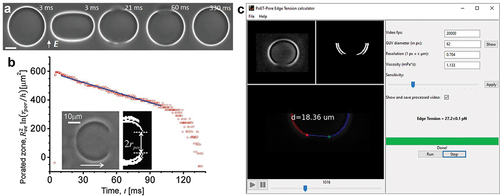 Figure 2. Pore edge tension analysis. (a) Response of a POPC GUV exposed to a DC pulse (3 kV/cm, 150 μs). Macropores are first visualized in the third frame. The field direction is illustrated with a white arrow. The scale bar is 10 µm. Reproduced from [Citation59]. (b) Characterization of the porated region time dependence of another vesicle shown in the insert (phase contrast image and binarized image of the right vesicle half). The red open circles show experimental data. The solid line is a linear fit and the edge tension is deduced from its slope following the dependence in EquationEq. (2)(2) . Adapted from Biophys. J., 99, T. Portet and R. Dimova,A new method for measuring edge tensions and stability of lipid bilayers: effect of membrane composition, pp. 3264–3273, Copyright (2010), with permission from Elsevier. (c) Main window of the pore edge tension analysis software PoET illustrating the experimental setting and a processed video in the left panel with detected pore rim and indicated pore diameter. Reproduced from [Citation61].