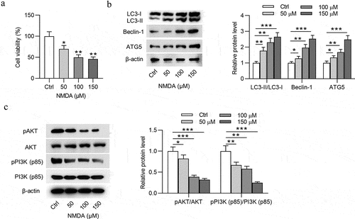 Figure 1. NMDA induces autophagy and injury of RGCs. (a) The viability of RGCs treated with different concentrations (0, 50, 100 or 150 μmol/L) of NMDA was evaluated by MTT assay. (b) The expression of autophagy-related proteins (LC3-I, LC3-II, Beclin-1 and ATG5) in RGCs treated with different concentrations (0, 50, 100 or 150 μmol/L) of NMDA was examined by Western blotting. (c) The expression of PI3K/AKT signaling-associated proteins (pAKT, AKT, pPI3K and PI3K) in RGCs treated with different concentrations (0, 50, 100 or 150 μmol/L) of NMDA was tested by Western blotting. *p < 0.05, ** p < 0.01, ***p < 0.001