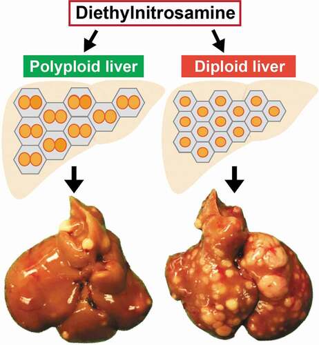 Figure 3. Polyploid hepatocytes protects the liver from mutagen-induced tumorigenesis.