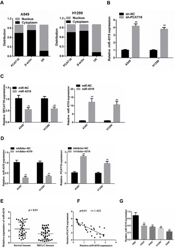 Figure 4 The reciprocal repression effect of PCAT18 and miR-4319. (A) Subcellular fractionation assay was used to determine the subcellular localization of PCAT18. (B) Expression levels of miR-4319 in A549 and H1299 cells after the knockdown of PCAT18. (C) qPCR analysis of PCAT18 after cells were transfected with miR-4319 mimic. (D) qPCR analysis of PCAT18 after cells were transfected with miR-4319 inhibitor. (E) Expression of miR-4319 in 30 NSCLC tissues and paired normal lung tissues based on RT-qPCR. (F) The association between PCAT18 and miR-4319 was examined. (G) Expression of miR-4319 in the HBE cells and NSCLC cell lines based on RT-qPCR. **p < 0.01.
