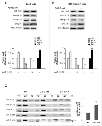 Figure 1. Expression profiles of rpL3 and p21 in Calu-6 and HCT 116 p53-/- cells upon Act D treatment. (A) Calu-6 and (B) HCT 116 p53-/- cells were treated with 5 nM of Act D for 24 h or untreated. Protein extracts from untreated or treated cells were analyzed by western blotting with indicated antibodies. Anti-α-tubulin was used as loading control. Quantification of protein levels is shown. (C) Ribosome distribution profile of rpL3 protein upon Act D treatment. Calu-6 cells, untreated and treated with 5 nM of Act D for 12 and 36 h were collected, lysated (total fraction, TF) and fractionated to obtain the ribosome-associated fraction (RF) and ribosome-free fractions (FF). The fractions were analyzed by western blotting with the indicated antibodies. The per-cell ratio of the amount of protein loaded onto a gel was TF:RF:FF/1:10:1. Quantification of rpL3 protein levels in FF (panel on the right) is shown. Results illustrated in Figures 1–6 are representative of 3 independently performed experiments.