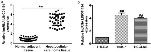 Figure 1. lncRNA LINC01194 is highly expressed in HCC. (a) RT-qPCR analysis of lncRNA LINC01194 in HCC tumor tissues, with non-tumor tissues serving as the negative control. (b) RT-qPCR analysis of lncRNA LINC01194 in Huh-7 and HCCLM3 HCC cells, with THLE2 cells serving as the negative control. *P < 0.01 vs. normal adjacent tissue; ##P < 0.01 vs. THLE2 cells.