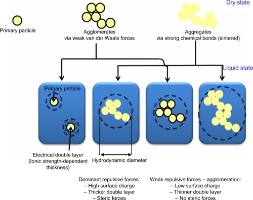 Figure 1 Various states of nanoparticles in different forms of dry powder and liquid in suspension media.