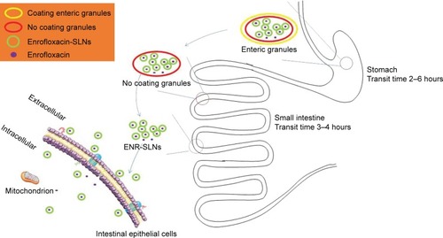 Figure 7 The transfer process of enrofloxacin granules in gastrointestinal tract of pigs.Abbreviations: ENR-SLNs, enrofloxacin-loaded SLNs; SLNs, solid lipid nanoparticles.