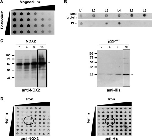 Figure 2 Optimized production of NOX2/p22phox liposomes using the cell-free expression system.Notes: (A) Effect of magnesium and potassium concentrations on cell-free production of p22phox protein. In vitro expression was performed in 96-well plates with a volume of 50 µL. (B) Effect of lipid composition on the expression of p22phox subunit. Total protein fraction was obtained after the cell-free expression reaction, while the proteoliposome fraction was separated after a discontinuous sucrose gradient to separate them from liposomes and aggregated proteins. (C) Effect of the reaction time variation on NOX2 and p22phox expression. Reactions were carried out at 30°C for 2 h, 4 h, 6 h or 16 h, in batch format (100 µL) and separated by SDS-PAGE on a 15% gel. P22phox and NOX2 detection bands are indicated with stars. (D) Effect of the variation of iron and hemin concentration on protein expression. In vitro expression was performed in 96-well plates with a volume of 50 µL. In all experiments, monoclonal anti-His HRP-conjugated antibody and anti-NOX2 antibodies (clone 44.1) were used for the detection of p22phox and NOX2, respectively. Optimal concentrations were indicated. * Indicates the location of NOX2 and p22phox.Abbreviations: NTPs, nucleotide triphosphates; PLs, proteoliposomes; SDS-PAGE, sodium dodecyl sulfate polyacrylamide gel electrophoresis.