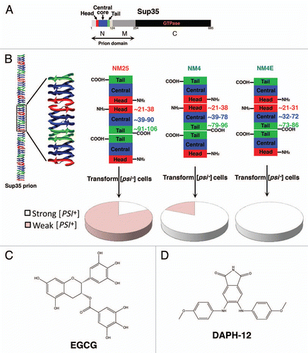 Figure 1 Sup35 prion strains and small-molecule antagonists. (A) Sup35 is a modular protein comprised of a C-terminal GTPase domain (C, amino acids 254–685, black), a highly charged middle domain (M, amino acids 124–253, dark grey) and an N-terminal domain (N, amino acids 1–123, light grey) enriched in glutamine, asparagine, tyrosine and glycine residues. Together N and M (NM) confer all the properties needed to form a stable prion in yeast. NM is termed the prion domain.Citation83 Within N, prion recognition elements termed the “head” (red) and “tail” (green), which flank a “central core” (blue), play important roles in prion formation.Citation33,Citation90 (B) Sup35 prions adopt a polymeric cross-beta structure. In one proposed model (left), this amyloid structure is composed of the head (red), central core (blue) and tail (green) regions of N. The M and C domains are located on the exterior of this structure and are not depicted for clarity. If we zoom in on three adjacent monomers in the Sup35 prion polymer, we find that the prion is proposed to be maintained by an alternating sequence of head-to-head (red) and tail-to-tail (green) intermolecular contacts. The central core is sequestered in intramolecular contacts (blue). Different Sup35 prion strains assemble under different environmental conditions. Thus, NM25 assembles at 25°C or when NM is chemically crosslinked with BMB in the tail region.Citation33,Citation61 NM4 assembles at 4°C or when NM is chemically crosslinked with BMB in the head region.Citation33,Citation61 NM4E assembles in the presence of EGCG at 4°C.Citation61 These prion strains have subtle differences in the precise residues that comprise the head, tail and central core (right). The residues that comprise the head, tail and central core are shown to the right of each central protomer. NM25, NM4 and NM4E are distinguished by their different tail-to-tail contacts and central core region.Citation61 Moreover, NM4E has a distinct head-to-head contact.Citation61 Infection of [psi−] [pin−] cells with NM25 yields mostly weak [PSI+] variants, whereas NM4 yields mostly strong [PSI+] variants.Citation61 By contrast, NM4E generates purely strong [PSI+] variantsCitation61 (pie charts in lower portion). (C) Chemical structure of EGCG. (D) Chemical structure of DAPH-12.