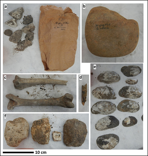 Figure 9. A summary of the SAM collection materials attributed to Sam Warne, Wigley Flat, including (a) typical example of the random gravel contained in the collection and the paper bags used to store the bulk of the collection, (b) a large silcrete cobble topstone, (c) a sheep femur and tibia, (d) an unidentifiable fragment of bone shaft, (e) A. jacksoni and V. ambiguus valves and, (f) sandstone cobbles and a possible silcrete core.
