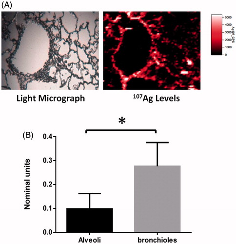 Figure 4. Analysis of 107Ag levels with rat lung after AgNP exposure. After AgNP exposure, lung tissue was fixed and processed for laser ablation ICP-MS assessment of 107Ag levels. Representative light microscopy image (A; left panel) and associated map of spatial distribution of 107Ag (A; right panel) for the distal lung. Quantification of airway wall 107Ag as a proportion of 13C content was carried out for both bronchiolar and alveolar structures for four separate airway structure types in each animal (n = 3 animals) (B). Results are expressed as mean ± standard error of mean (SEM) normalized units and statistical analysis performed by t-test (*p < 0.05).