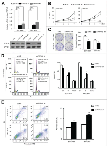 Figure 3 (See previous page). Inhibition of cell growth and induction of cell cycle arrest and apoptosis by knocking down PTP1B expression in gastric cancer cells. (A) Knockdown of PTP1B mRNA (upper panel) and protein (lower panel) by using 2 different siRNAs (si-PTP1B #1 and #2) in gastric cancer cell lines SGC7901 and MGC803 was evidenced by qRT-PCR and western blot, respectively. 18S rRNA was used as a normalized control for qRT-PCR assay. GAPDH was used as loading control in western blot analysis. ***, P < 0.001. (B) PTP1B downregulation significantly inhibited cell proliferation in gastric cancer cells. **, P < 0.01; ***, P < 0.001. (C) The effect of PTP1B knockdown on cell growth was further confirmed by colony formation assay. Left panel shows the representative images of colony formation in cells transfected with si-PTP1B #1 or si-NC. Quantitative analysis of colony numbers is shown in right panel. Data were presented as mean ± SE of values from 3 different assays. **, P < 0.01. (D) Cells were transiently transfected with si-PTP1B #1 or si-NC. After 72 h post-transfection, DNA content was measured by flow cytometry to determine cell cycle fractions. Representative flow cytometric histograms of cell transfected with si-PTP1B #1 and si-NC were shown in left panel. The fraction of cells in each cell cycle phase was indicated in right panel. Data were presented as mean ± SE of values from 3 independent experiments. *, P < 0.05; **, P < 0.01. (E) Cells transiently transfected with si-PTP1B #1 or si-NC. Cell apoptosis was then measured 72 h after transfection by flow cytometry analysis of Annexin V-FITC/PI double-labeled cells. Flow cytometry profiles represent SGC7901 and MGC803 cells with Annexin V-FITC staining in x axis and Pl in y axis, respectively (left panel). The percentages of early apoptotic (bottom right quarter) and late apoptotic (top right) cells were presented in the figures. The percentage of apoptotic cells was presented in right panel. The experiment was repeated 3 times and data were presented as mean ± SE. ***, P < 0.001.